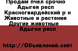 Продам пчел срочно - Адыгея респ., Красногвардейский р-н Животные и растения » Другие животные   . Адыгея респ.